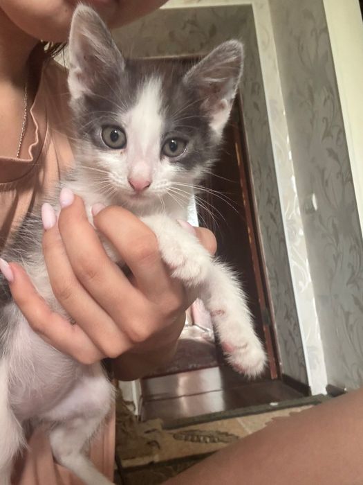 Отдам котят бесплатно