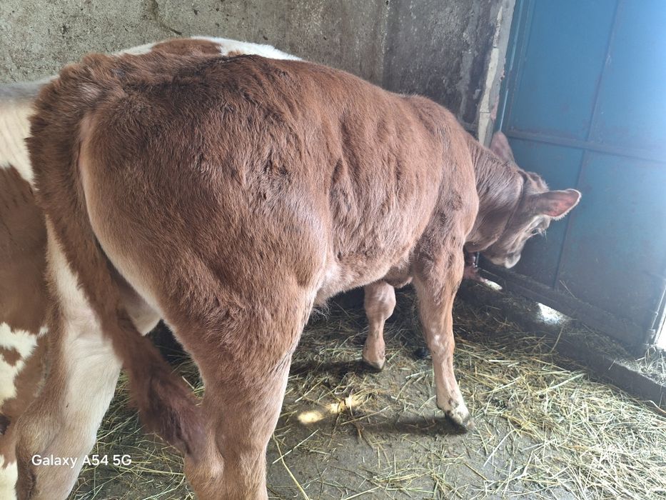 Vând vitea din monta