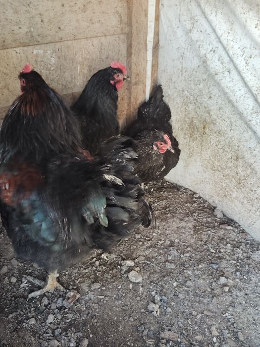 Куры Петух 1+3 Черный
