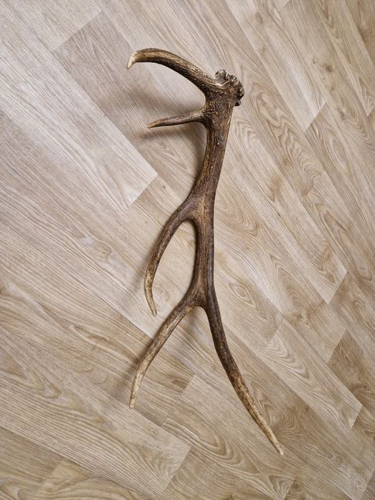 Рог от елен     .