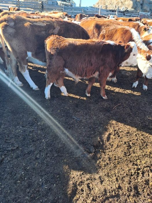 Бычки,крс посредик соберем поможем