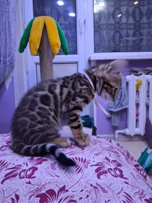 Продам бенгальских котят.