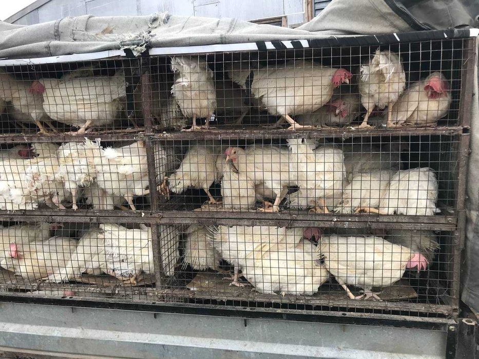 Куры несушки Белые