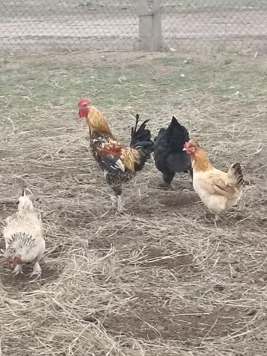 Продам петухов 4 шт