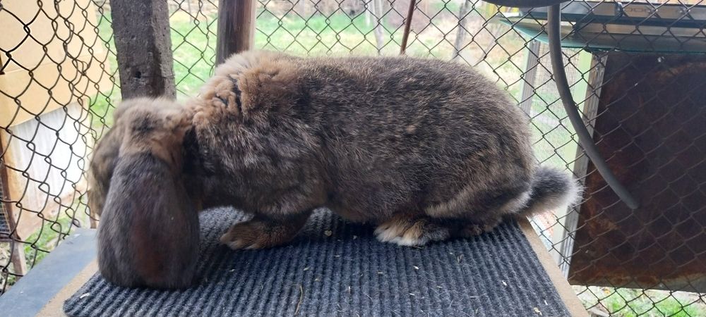 Зайци за разплод френски кочоват