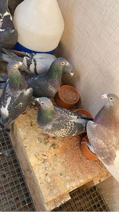 Vand porumnei voiajori