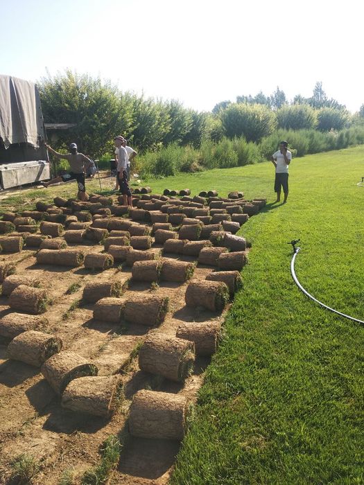 Gazon ,chim ,газон,чим