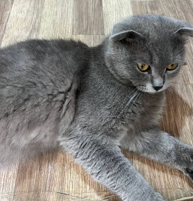 Веслоухий котик .