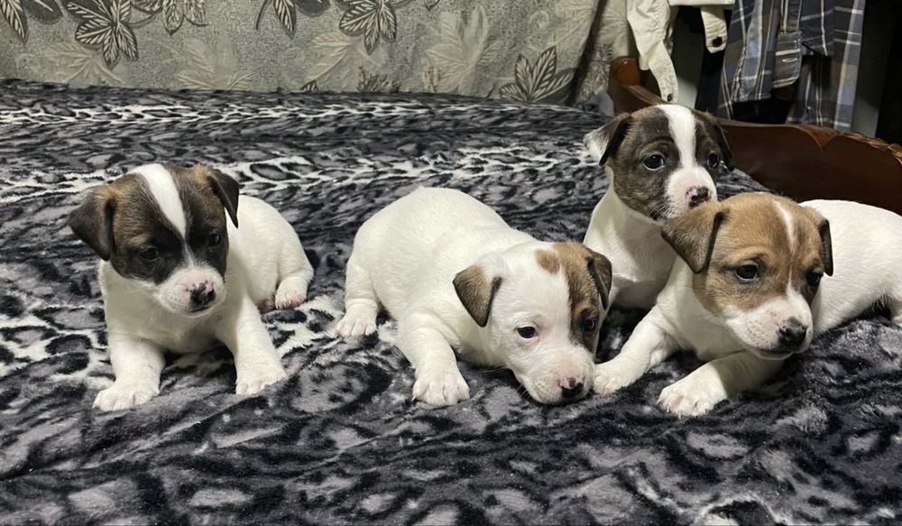 Щенята Джек Рассел терьера