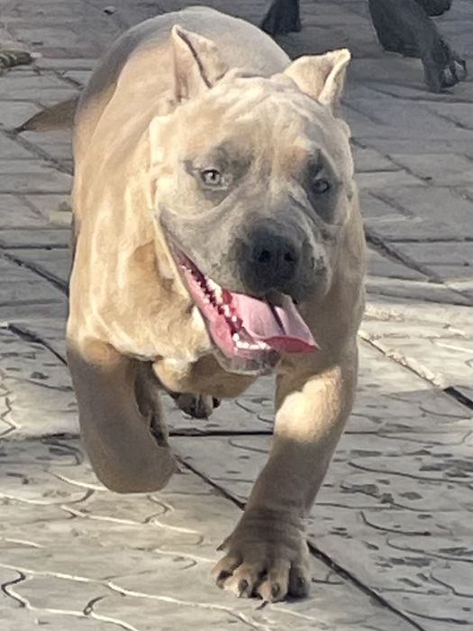 Продаю щенков американский булли