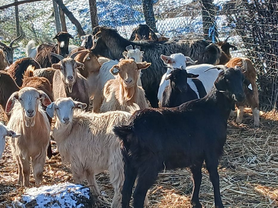 Vând capre tinere si oi carabase