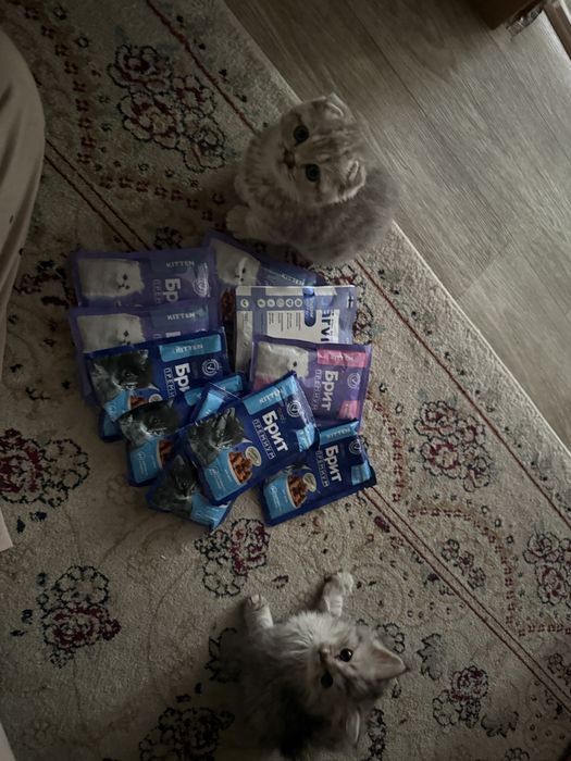 Шотландский котёнок