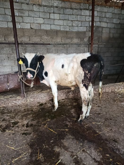 Буқа сатылады аа