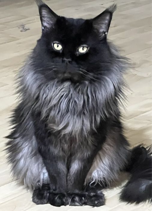 Мейн кун котёнок чёрный дым