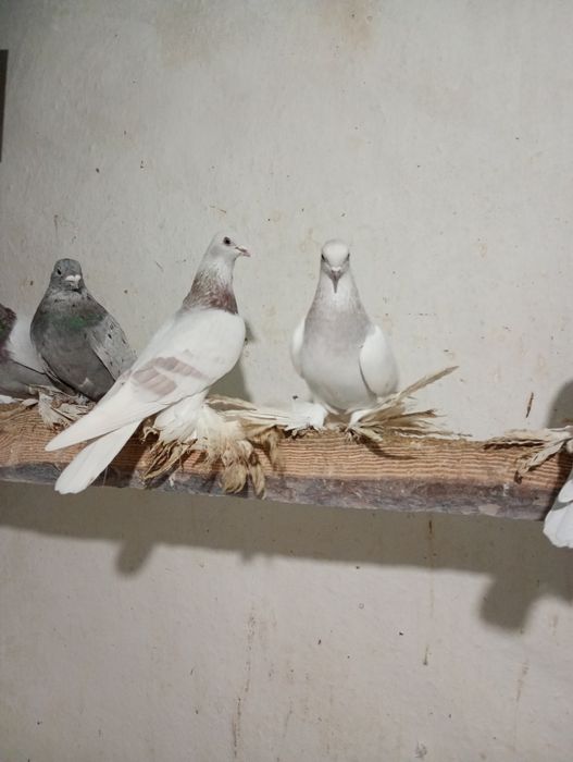 Продам бойных голубей