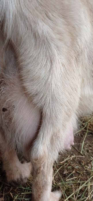 Ешкилер сатылады