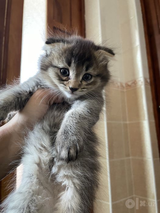 Продаются котята