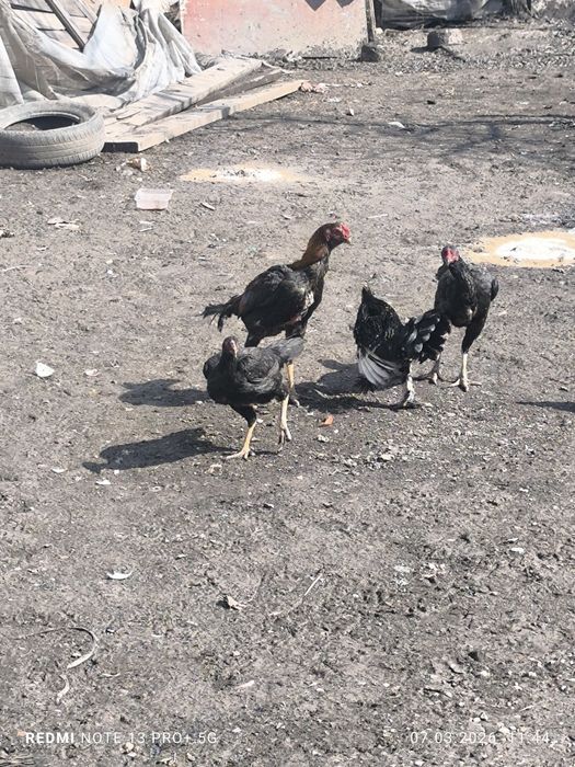 Боец Дакан и з курецы