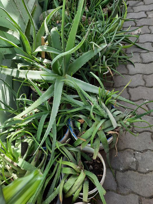 Алоэ лечебные - 5пяти, 7семилетние.