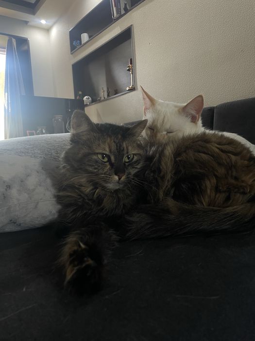 Отдам в добрые руки кота и кошку