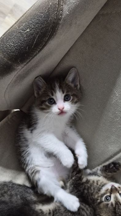 Котята в хорошие руки