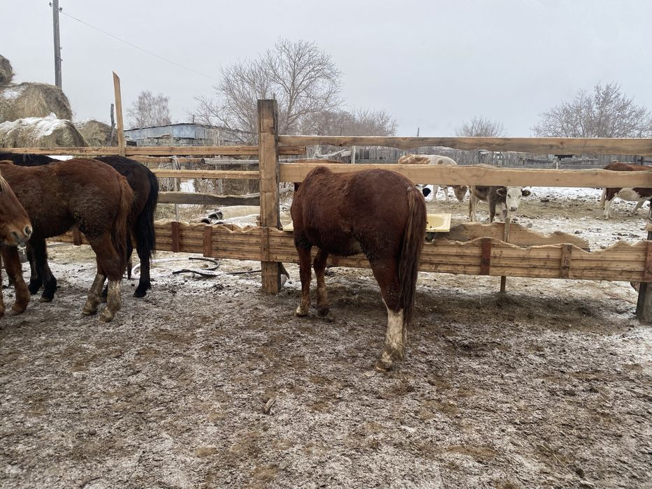 Продам лошадей стоит на откорме