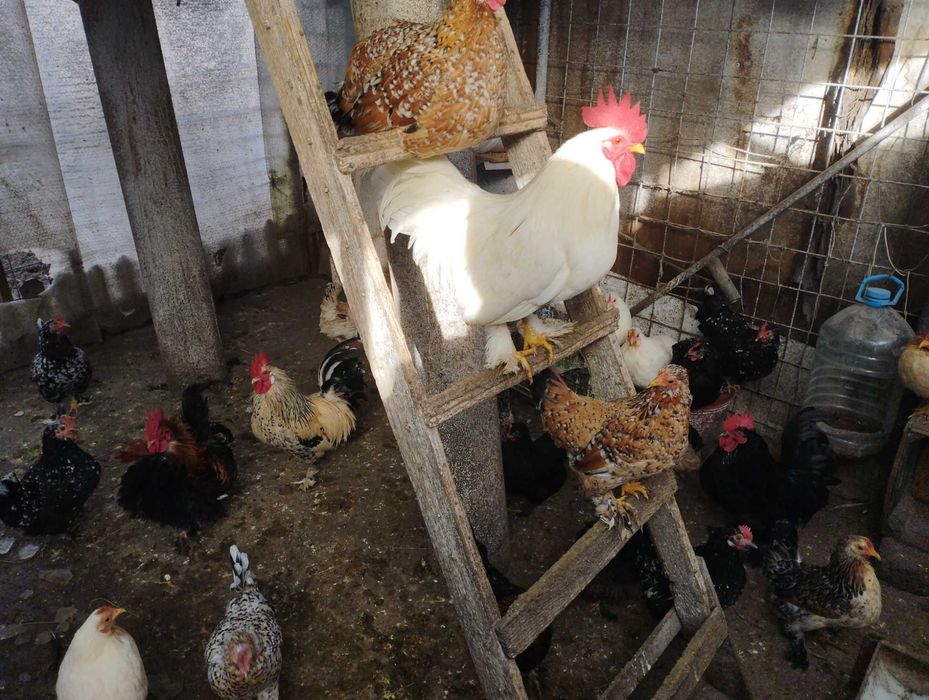 Vând găinușe și cocoșei pitici