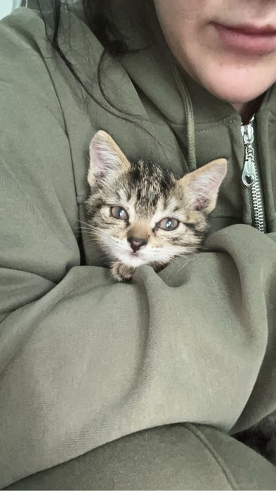 Отдадим котенка в хорошие руки