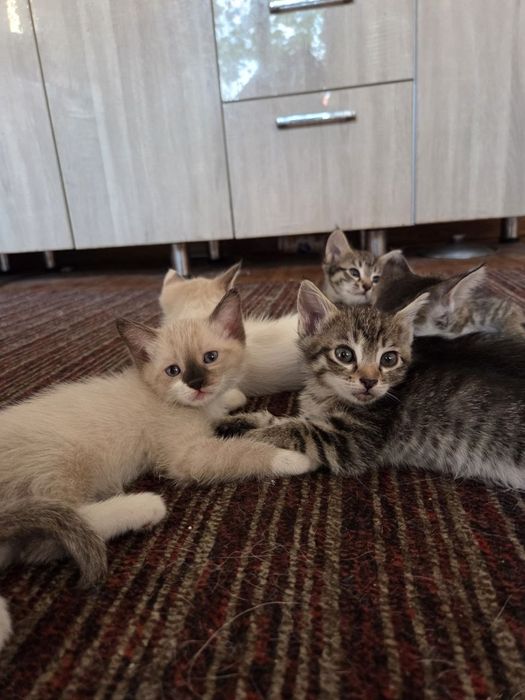 Отдам котят в хорошие руки