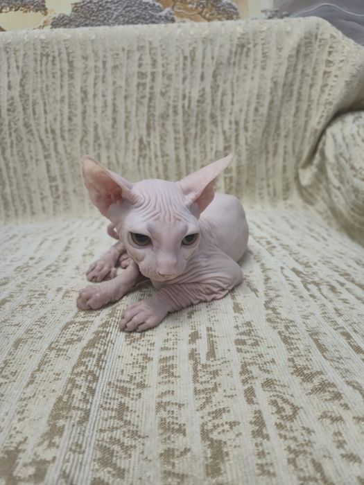 Продам котёнка Канадский Сфинкс