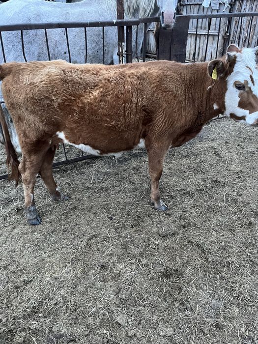 Продаются бычок и телка