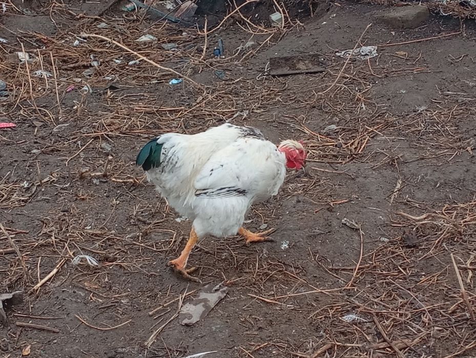 Продам молодых петушков этого года