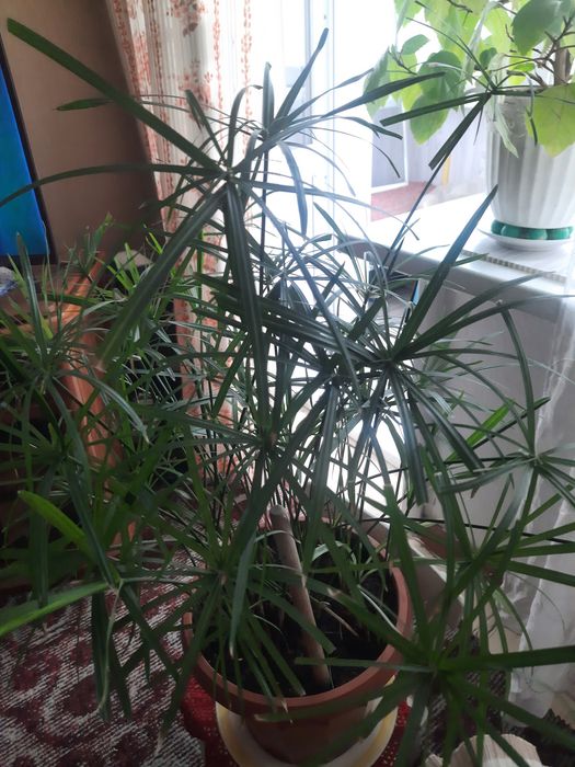 Продам комнатные цветы