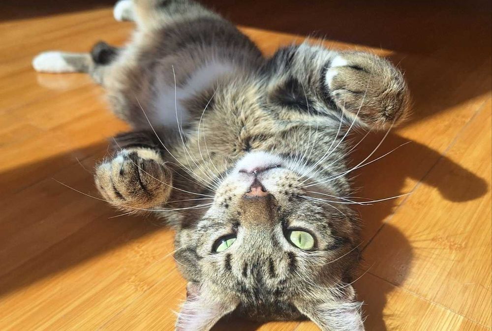 Тиги, 3-годишно коте-терапевт, търси дом!