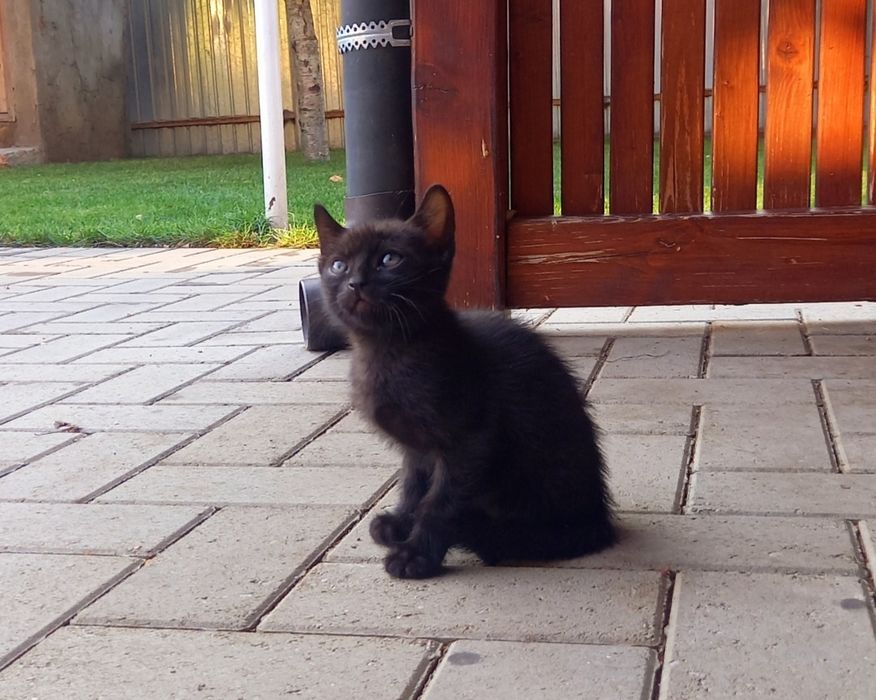 Adoptie pisicuțe negre
