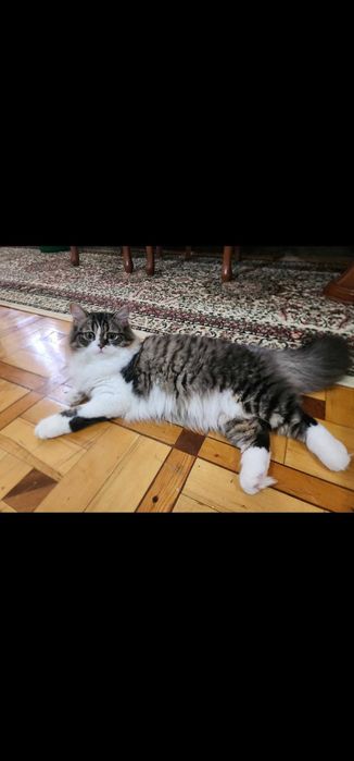Отдам кота в хорошие руки