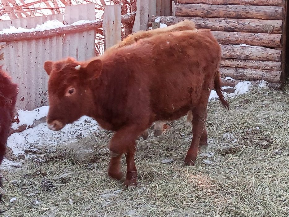 Продам телочек!?