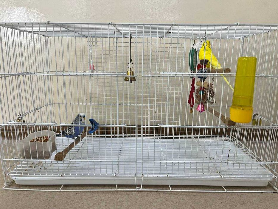 Волнистые попугаи пара, мальчик и девочка с клеткой