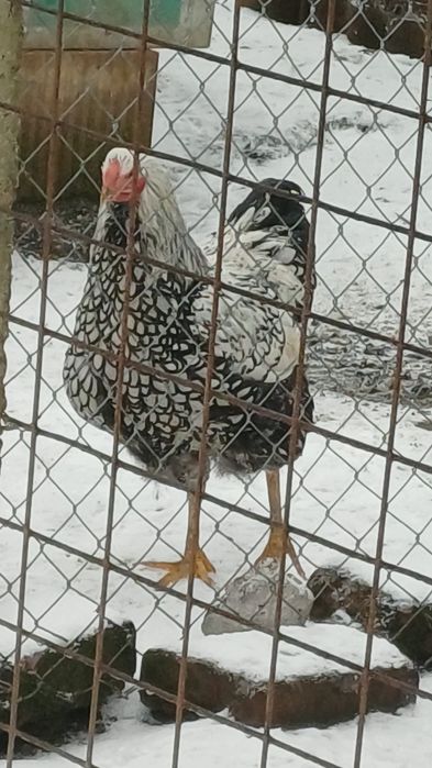 Cocos Wyandotte 2025