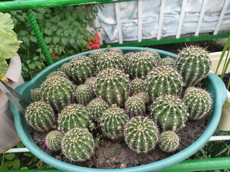 Кактусы домашние