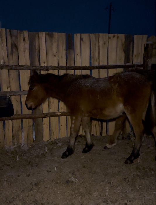 Продается кобылка