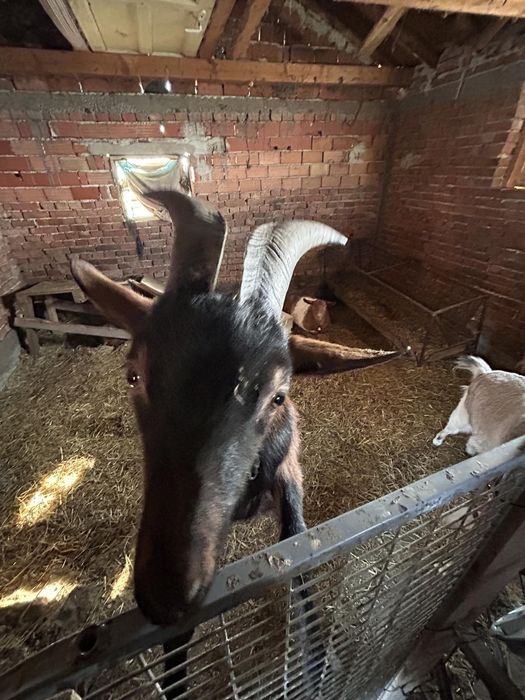 Коза яре и  пръч