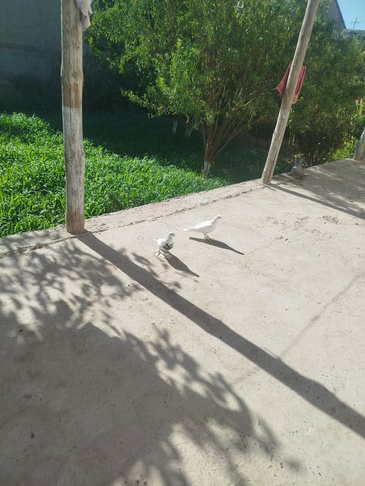 Кабутарлар сотилади жуфлик