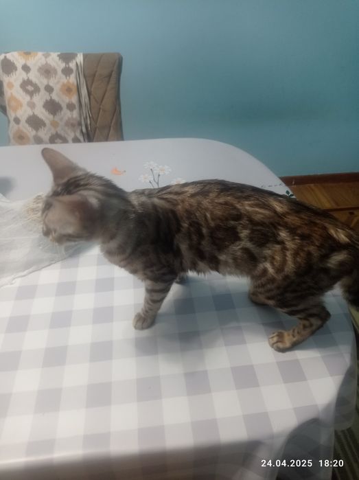 Бенгальский кошка