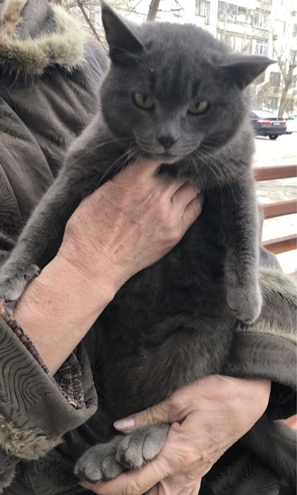 Любимые животные