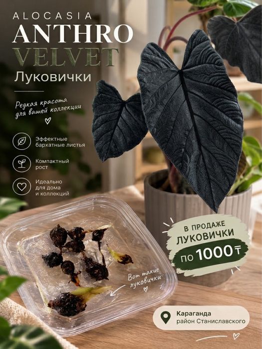 Луковицы алоказии антро вельвет