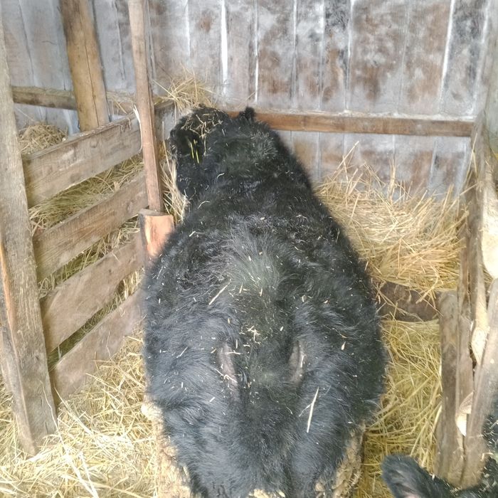 Продам 4 быков и 1телка