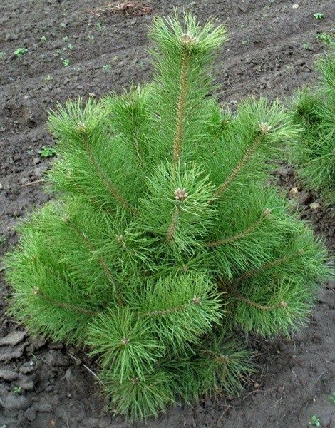 Sosna, archa, kõchat, сосна, арча, кучат