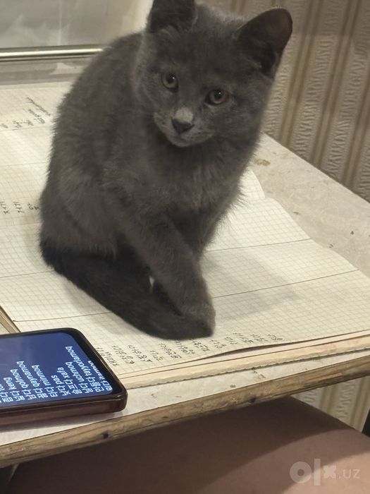 отдам даром котенка