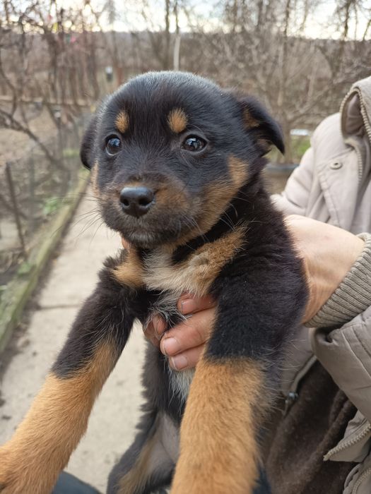 Câței gratis 3 luni